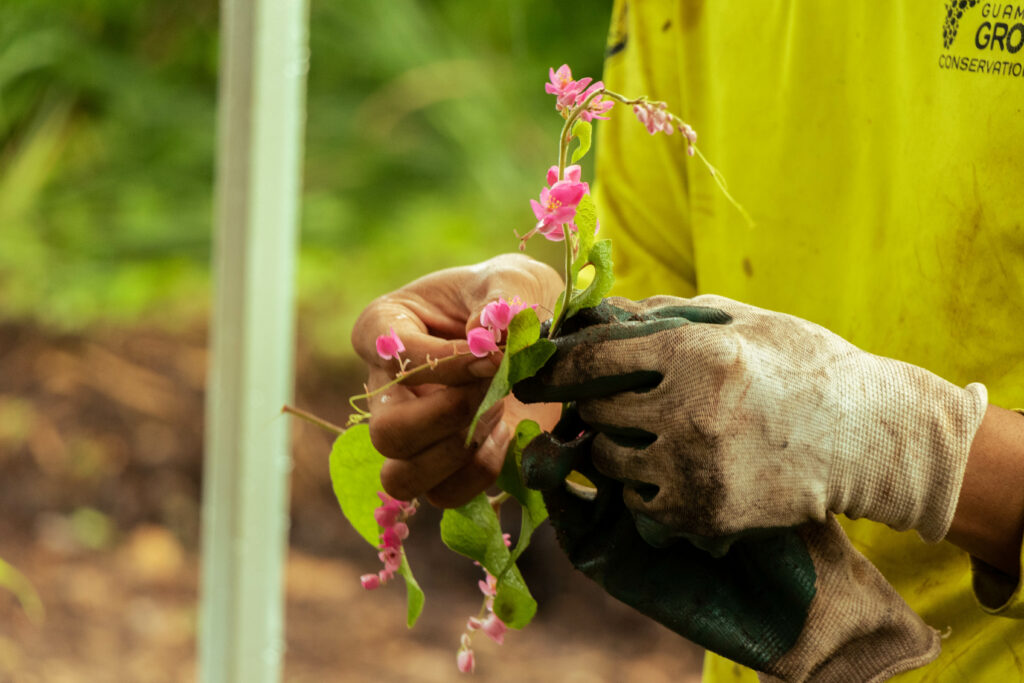 A member of the UOG G3 Conservation Corps holds a chain of love tendril with pink flowers. The vine was introduced as an ornamental and was first recorded on Guam as early as 1905 by botanist William Safford.