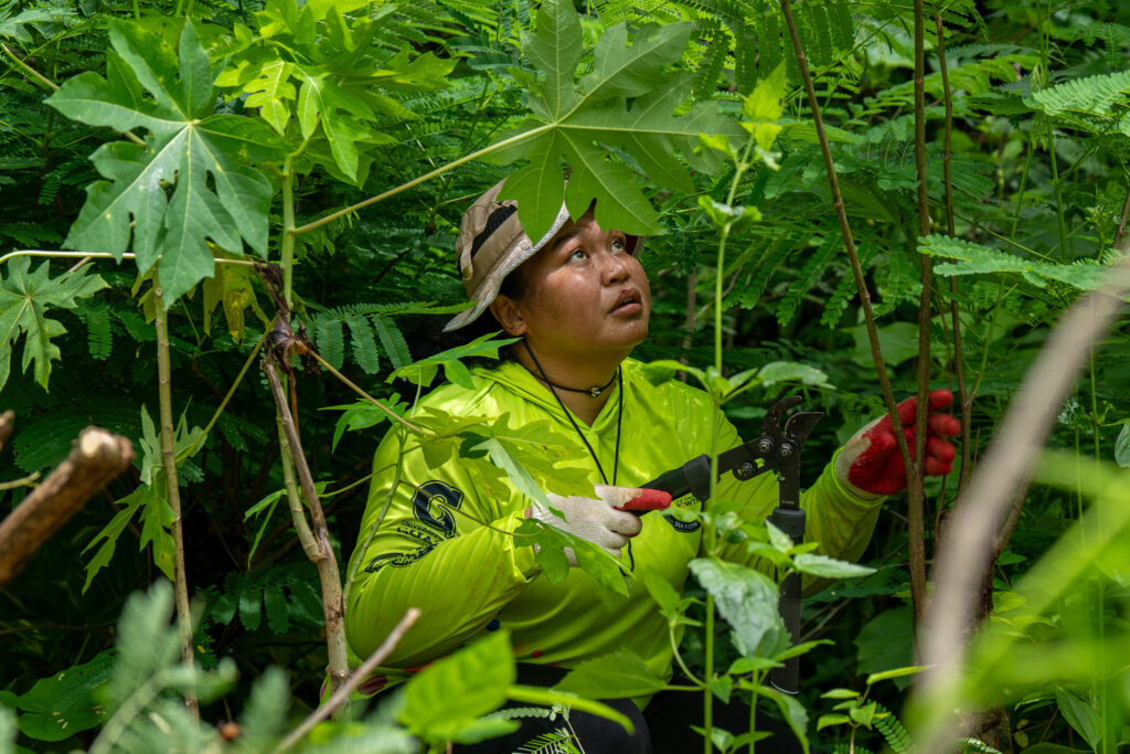 Mi’Yah Max carefully prunes invasive vines from a papaya plant in Island Girl Power's native plant garden.