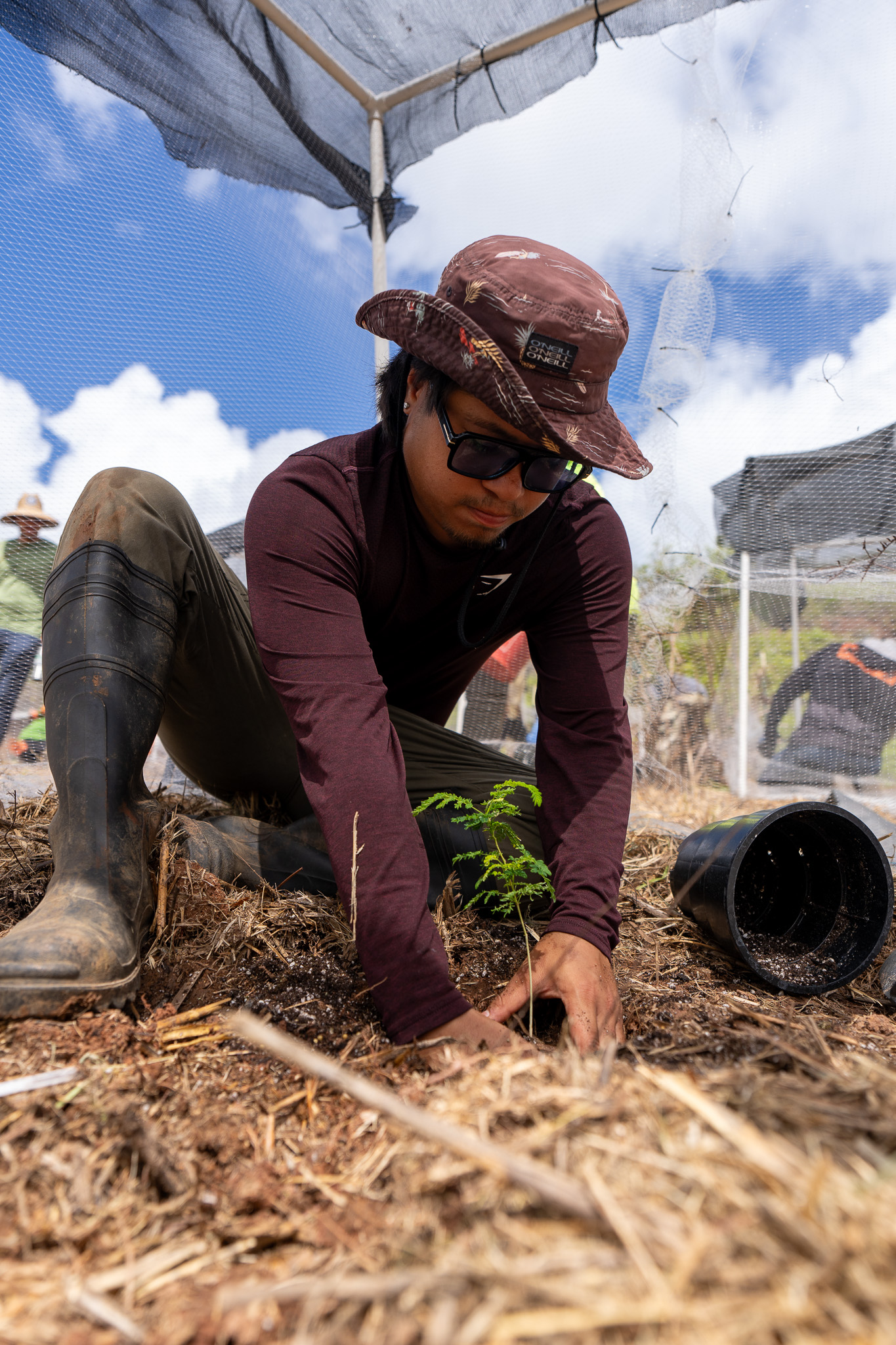 The University of Guam Center for Island Sustainability and Sea Grant Natural Resources team hosted an outplanting event in Atantano recently. The event marked the outplanting of the critically endangered håyun lågu trees in the wild on Guam.