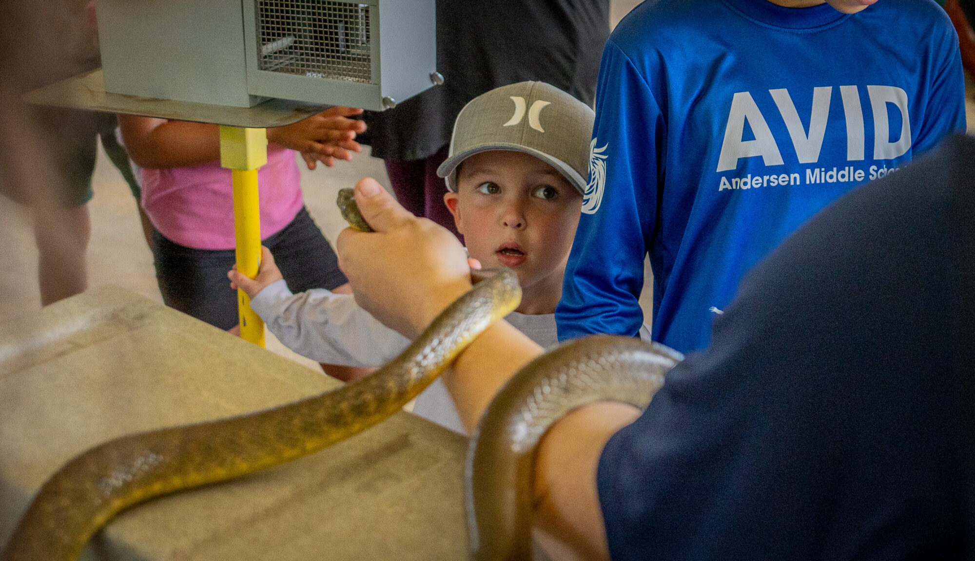 A young boy wearing a baseball cap looks wide-eyed and curious as a person holds a brown snake (brown tree snake) in the foreground at an educational outreach table.