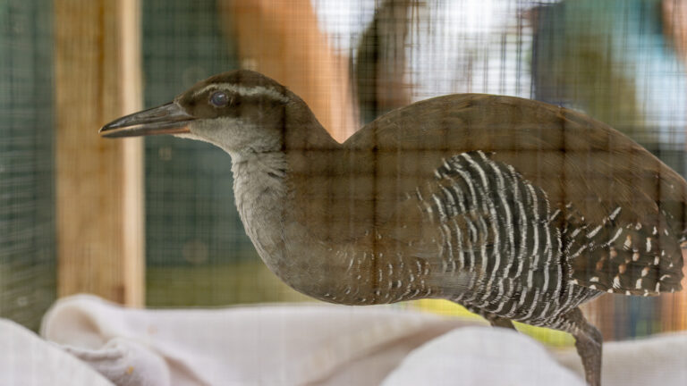 A close-up profile view of a native Ko’ko’ bird (Guam rail) with a long beak, brown plumage, and distinct black-and-white zebra striping on its underparts, visible inside a wire mesh enclosure.