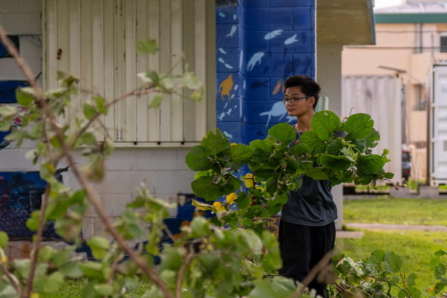 Guam Green Growth Youth Conservation Corps member carrying downed tree debris.