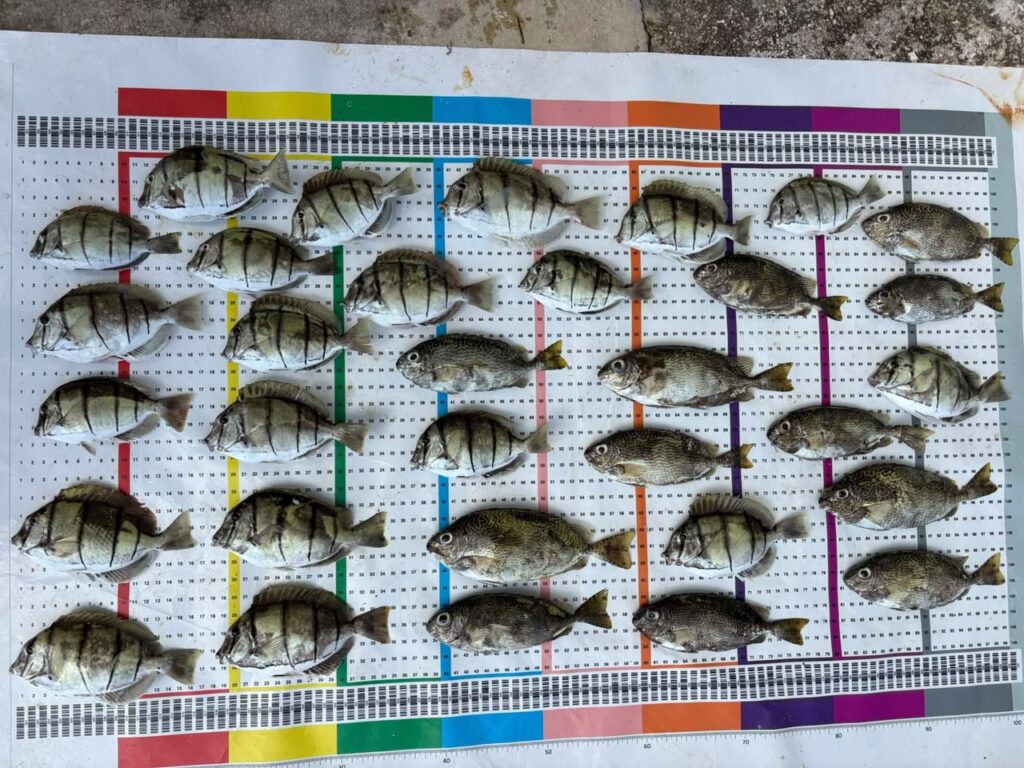A Guihan for Guåhan catch mat filled with reef fish, ready to be photographed and reported as data.