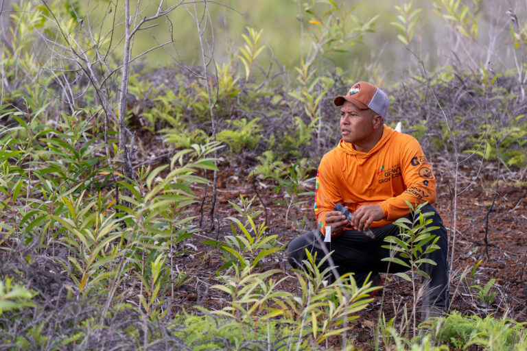 A Guam Green Growth GROW Conservation Corps member kneeling on a grassy ridge to plant seedlings,
